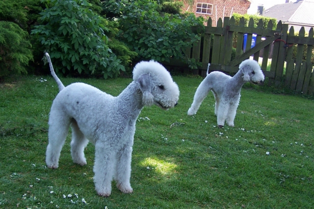 Unsere Hunde 11.05 (13).JPG